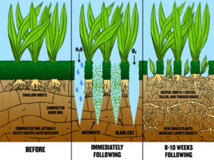 Aerate Lawn guide