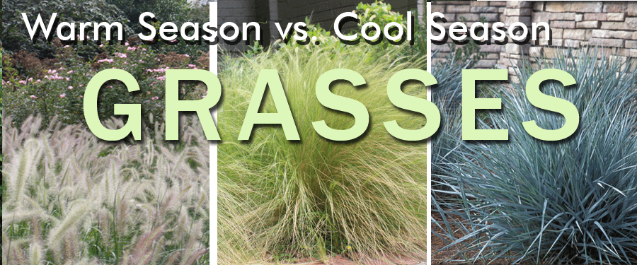 Warm vs Cool season grass